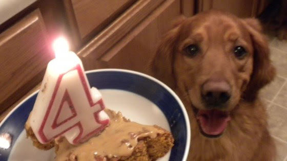 Healthy Cake Recipe For Dogs