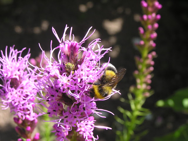 Bumblebee, Bombus hortorum