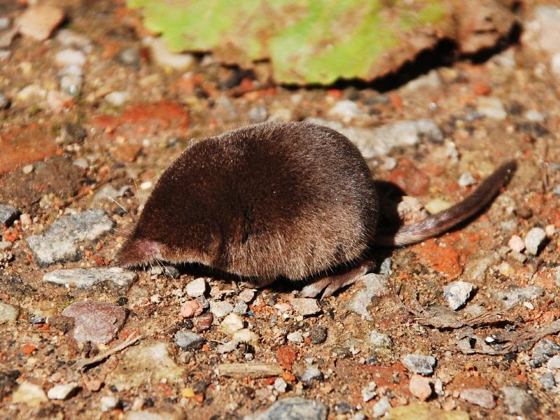 gledwood-vol-4-new-main-blog-pygmy-shrews-harvest-mice-and