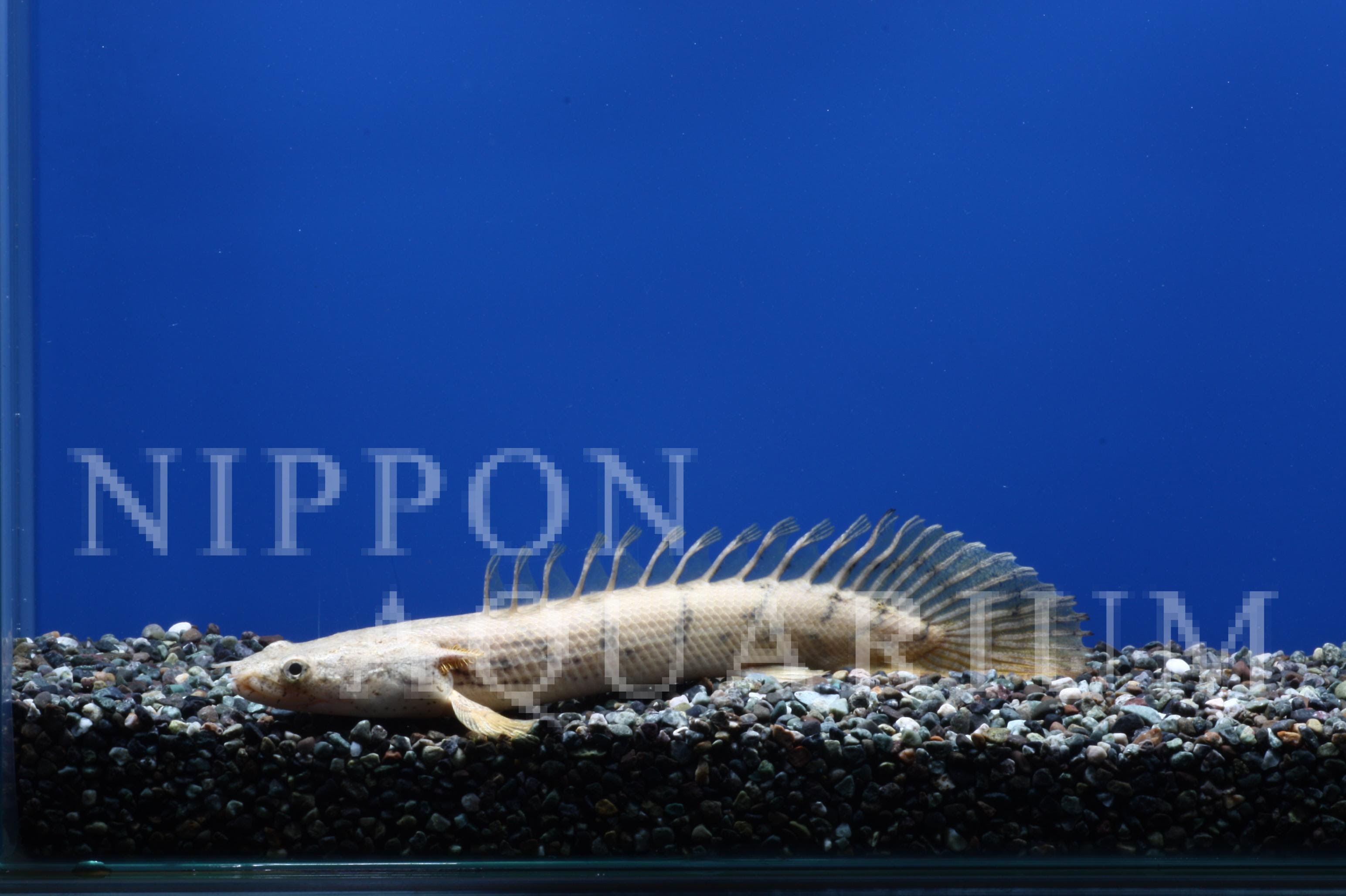 ポリプテルスエンドリケリーコンギクス 飼育方法 飼い方 餌 水温 混泳などについて 熱帯魚図鑑 熱帯魚の飼育 混泳 繁殖 病気など