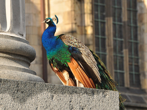 Cathedral Peacock
