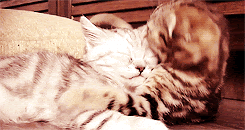 Featured image of post Cat Snuggle Gif
