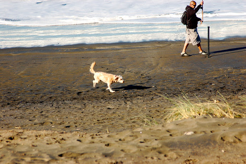 Dog at the Beach