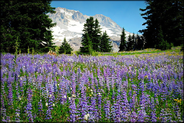 Paradise Park - Mt. Hood