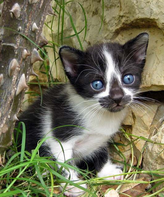 gatet ulls blaus