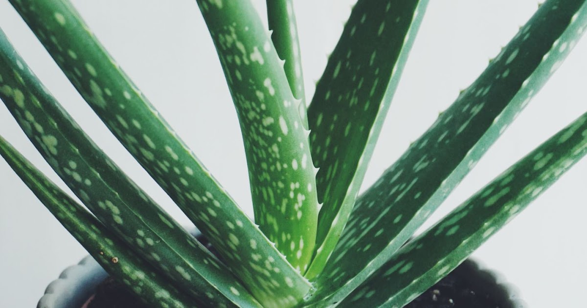 Where To Buy Aloe Vera Plant In Japan Plantă Blog