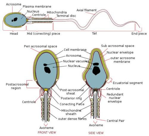 Preg-1