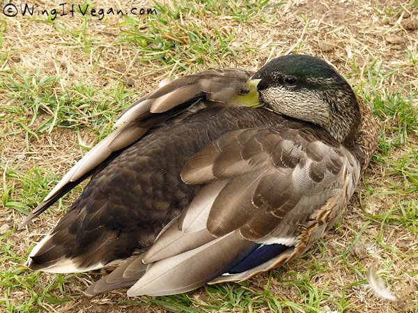 Yet another sleeping duck