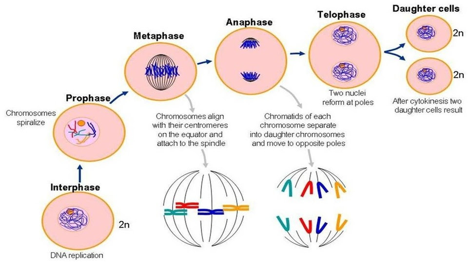 Outstanding Trivia: What Is Interphase Mitosis Biology Diagrams