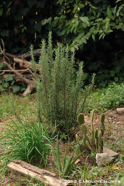 Herbs and cacti