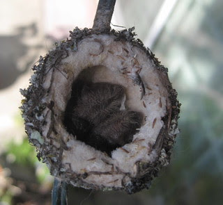 hummingbirds in the nest