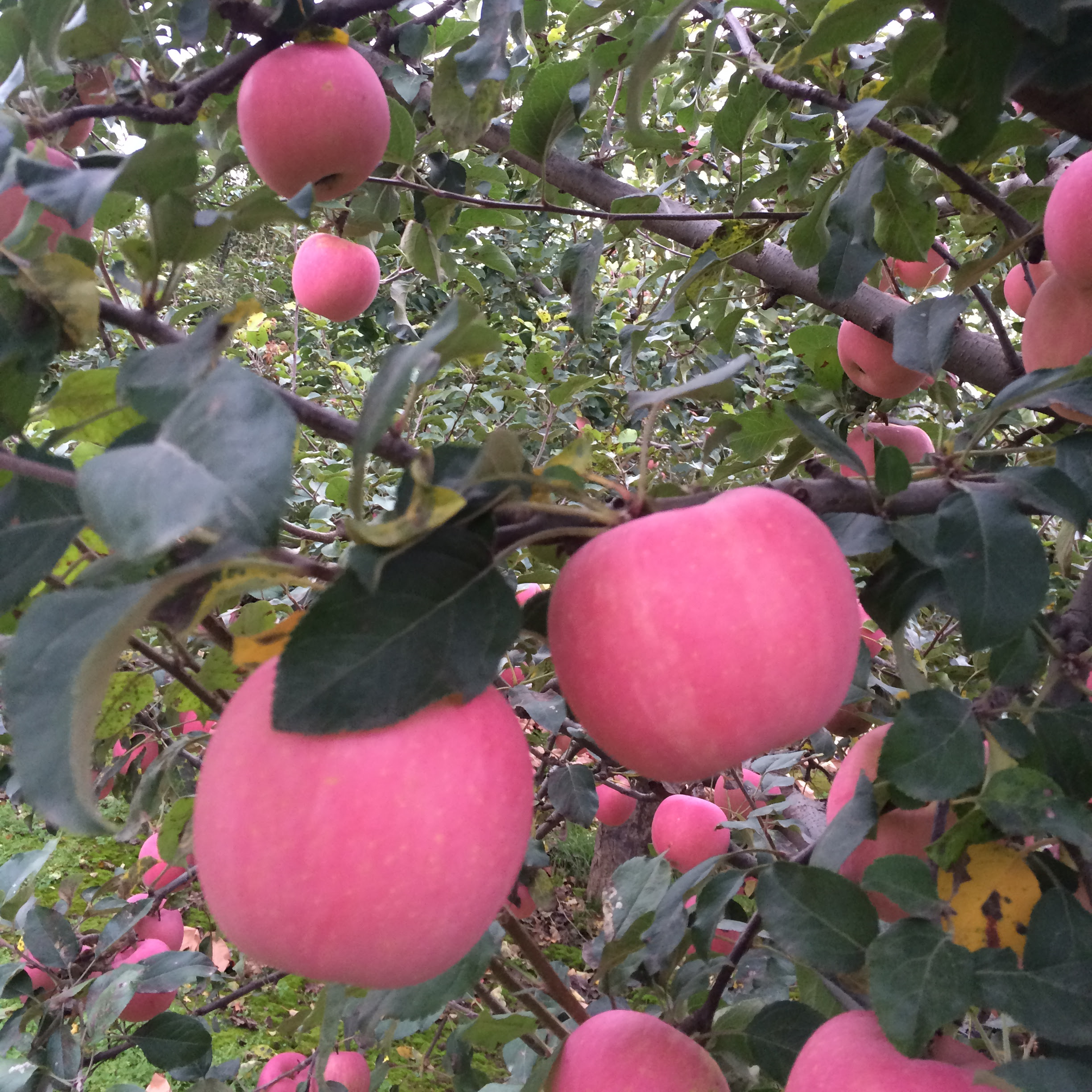 Fuji Fruit Tree | Fruit Trees