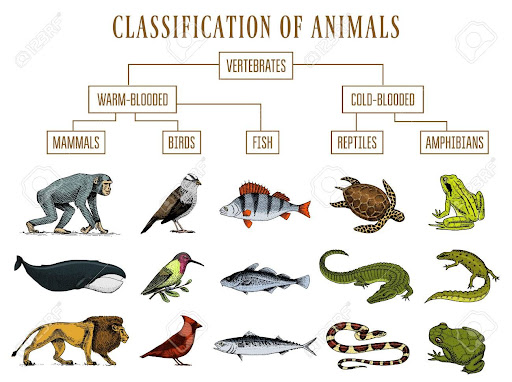 Classification Of Animals Mammals Reptiles Amphibians - Pets Lovers