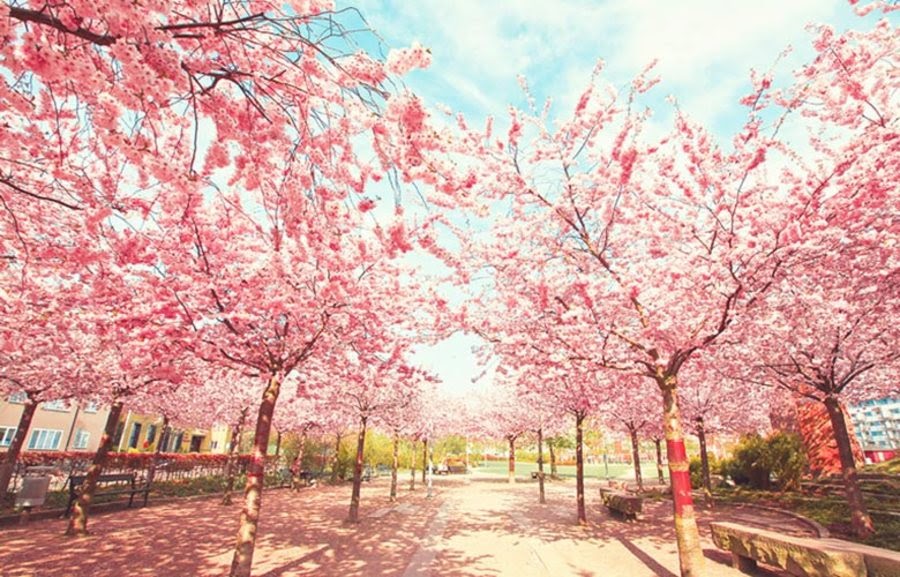 Paling Populer 23+ Foto Pemandangan Pohon Sakura Arka Gambar