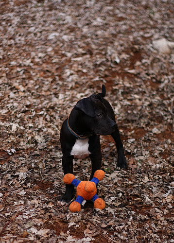Sherman Loves Toys