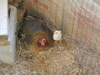 New Chicks 2012 Tenth Hatching