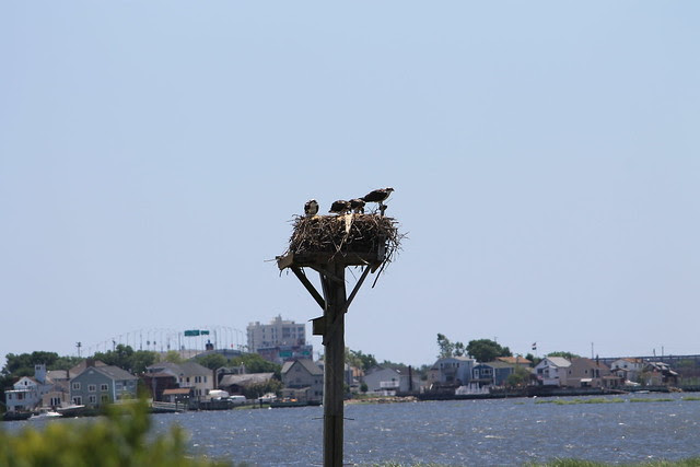 Osprey nest, Jamaica Bay Wildlife Refuge
