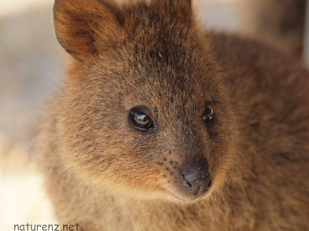 HD限定笑う 動物 オーストラリア 最高の動物画像