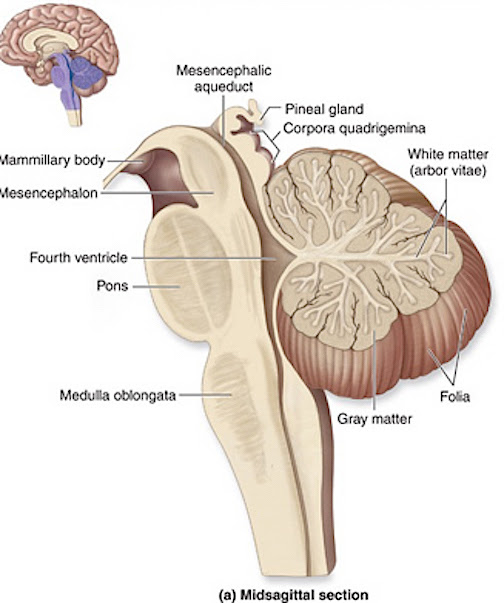 what-is-the-role-of-the-inferior-colliculi-of-the-corpora-quadrigemina