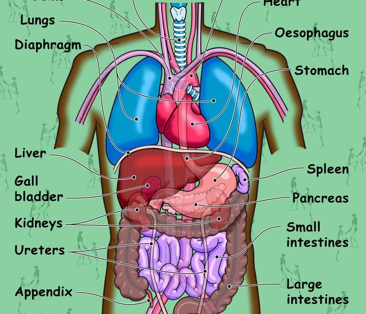 what-organs-are-in-your-lower-back-pin-on-health-herbs-9-sea-road