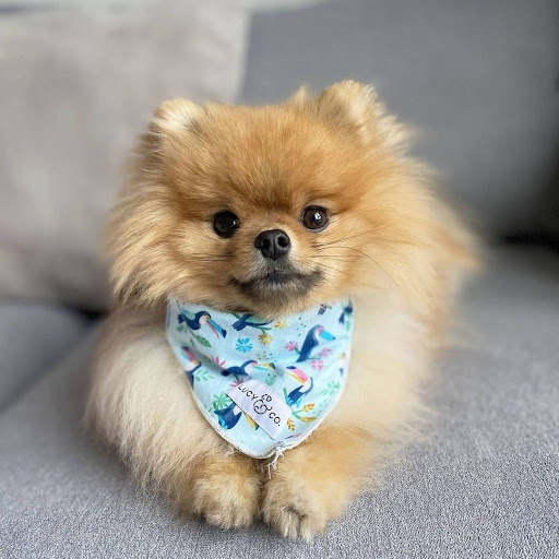 Teacup Pomchi Puppies For Sale Near Me Pets Lovers