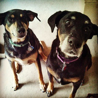 You has cookie? #dogstagram #love #rescue #adoptdontshop