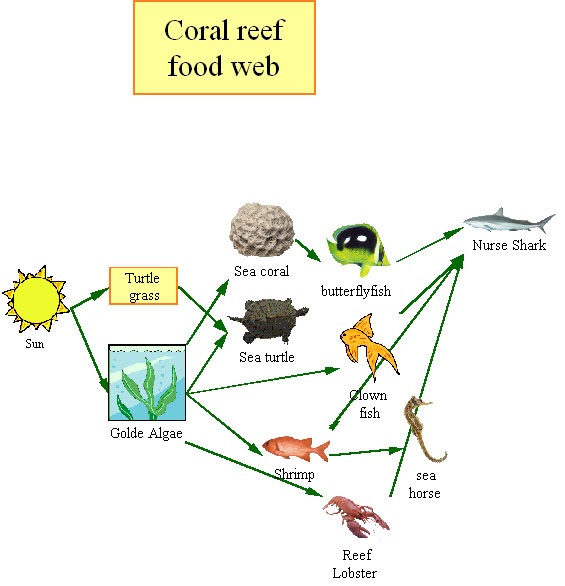 Finalistas Pires Quesado 2009: coral reef food chain pictures