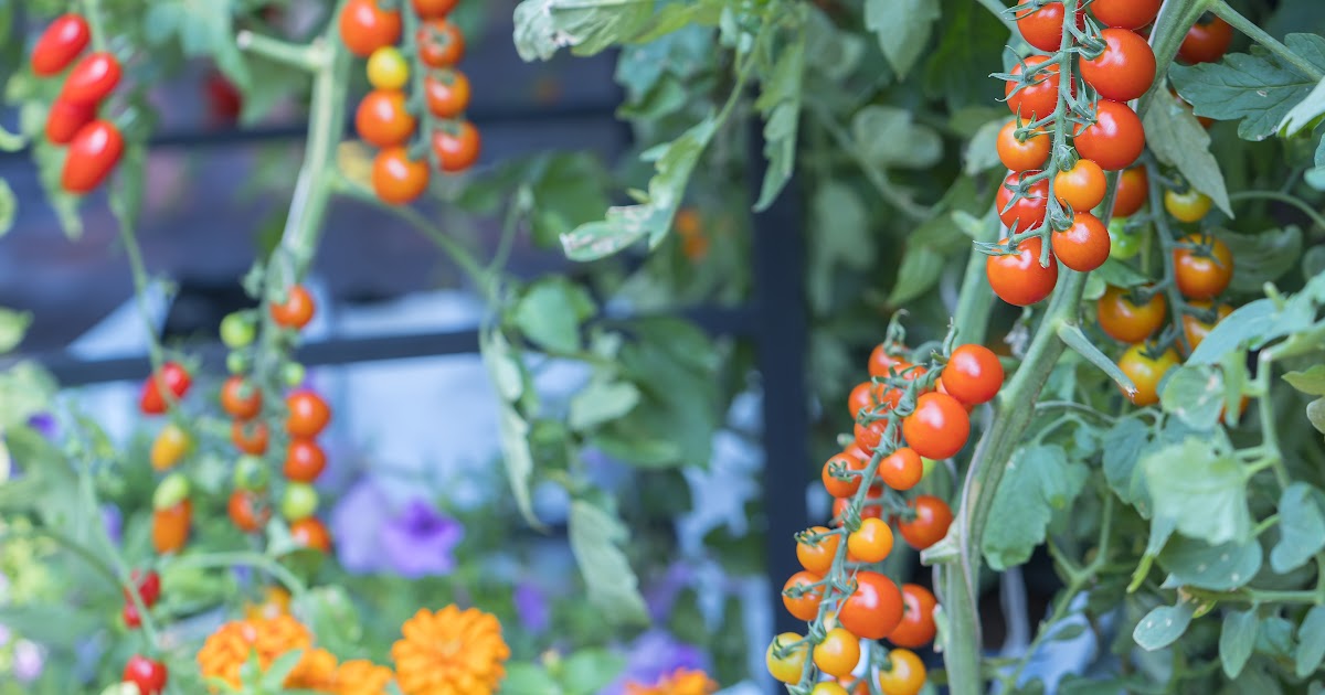 How To Keep Rats Away From Tomato Plants / Tomato Net