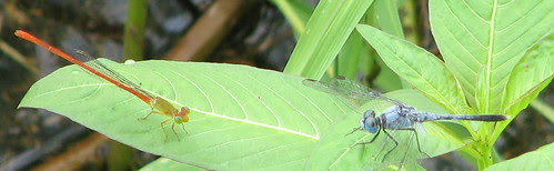 Dragonfly standoff