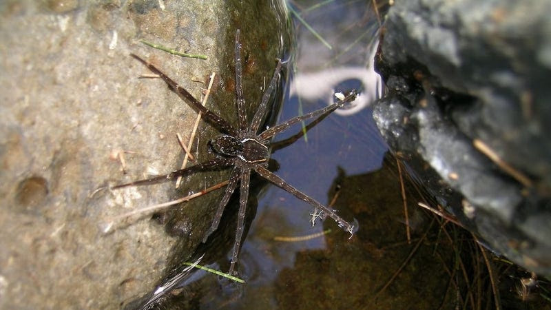 Descubren una nueva especie de araña en Australia que surfea las olas para cazar peces