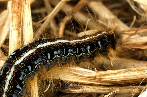 Eastern tent caterpillar (Malacosoma americanum) - 13