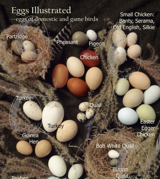 Best Egg Laying Quail Breed - blog.pricespin.net