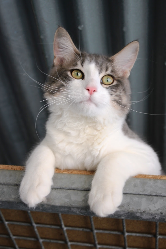 Image de Gris Chat Europeen Gris Et Blanc