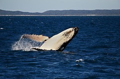 IMG_5751_Humpback_Whale
