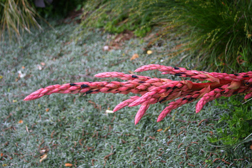 puya caerulea