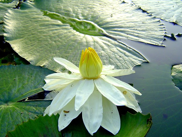 巴克禮公園荷花/無限台南
