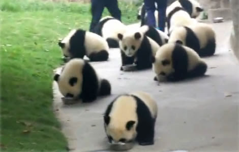 動物画像無料 トップ100 パンダ 動画 おもしろ