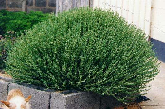 http://www.succulents.co.za/euphorbia/pix/euphorbia_mauritanica.jpg