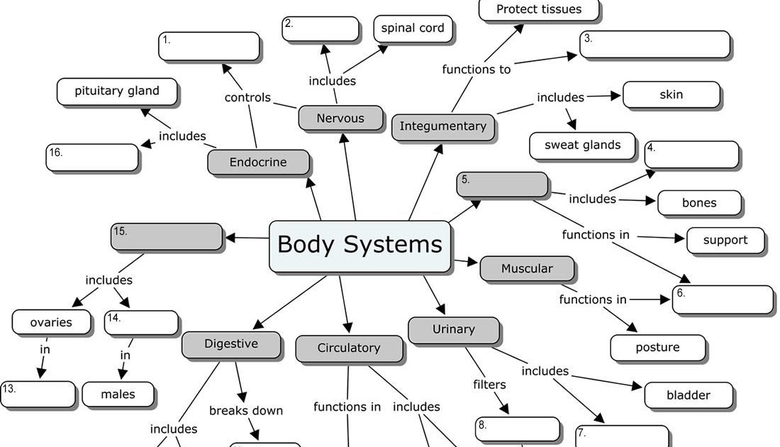 Body System Worksheet Answers - worksheet