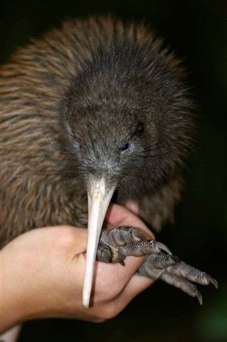 Kiwi Oiseau En Voie De Disparition