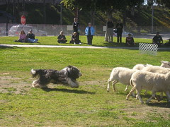 sheepherding_beardedcollie3