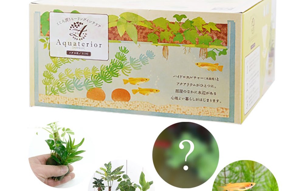 画像 観葉 植物 水槽 165124観葉 植物 ハイドロ カルチャー 水槽