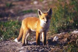 Difference Between A Dog And A Fox