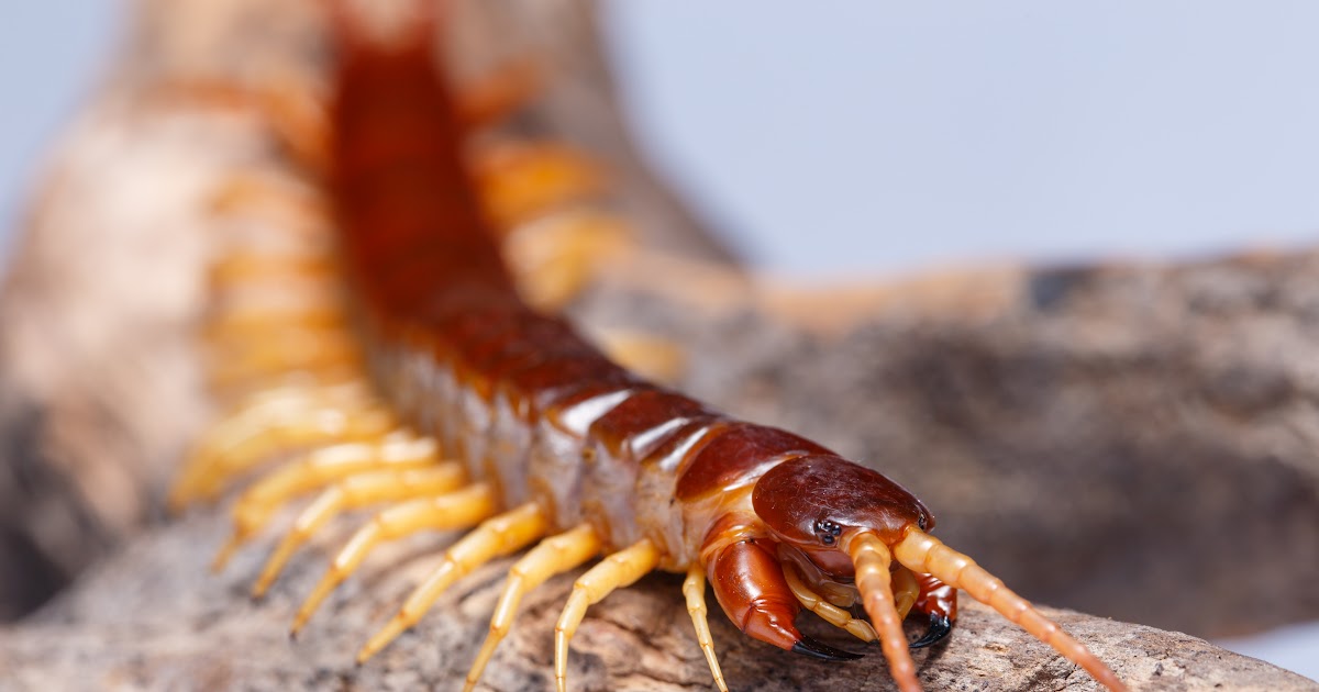 Millipede Baby House Centipede The Studio Apartments