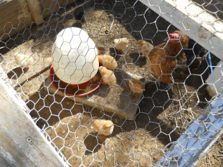 10 New Chicken Hatchlings Fall 2011