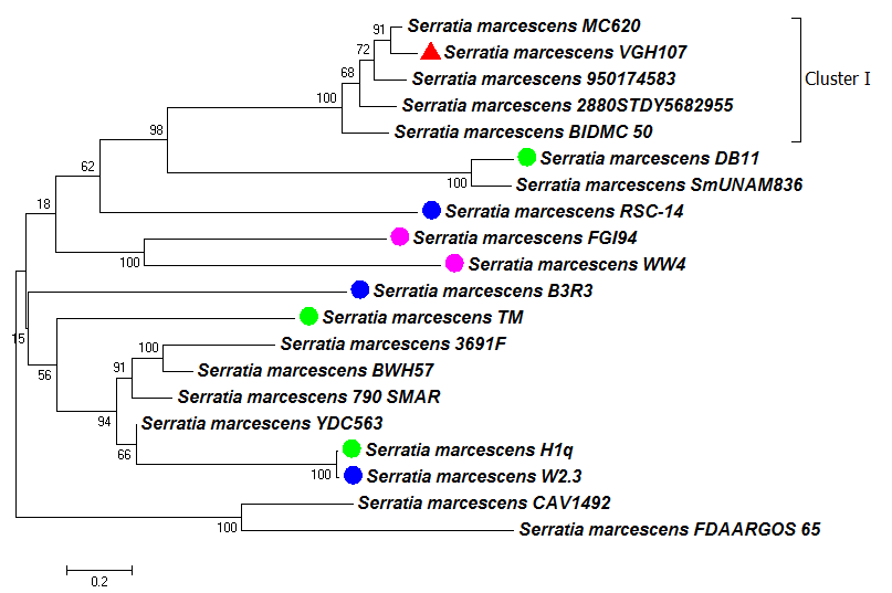 how phylogenetic tree is used to make predictions