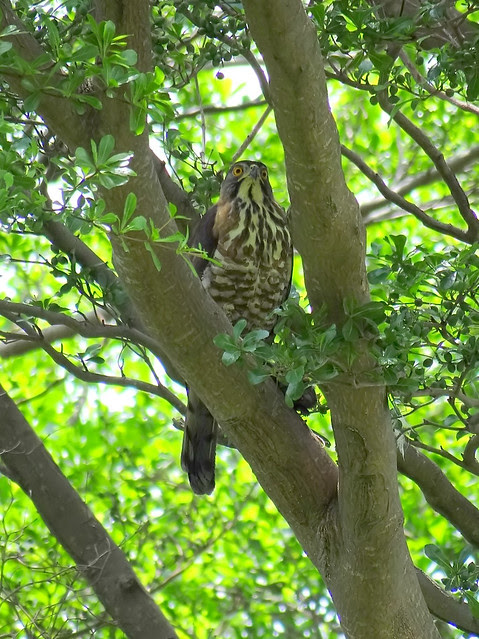 鳳頭蒼鷹/無限台南