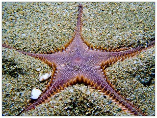 Sea star , Astropecten sp.