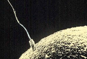 Oogamy in animals: small, motile sperm on the ...