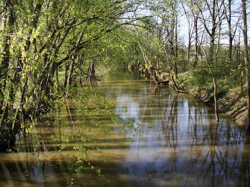 Picture of a shady creek